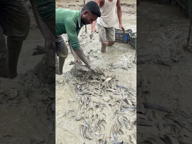 শিং মাছ ধরার সহজ কৌশল #fish #shingfish #catfishfish
