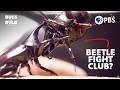 Inside an Underground Beetle Fight Club in Thailand 🪲 | Bugs That Rule the World