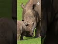 Endangered baby rhino runs in the sun with mom  - 01:00 min - News - Video