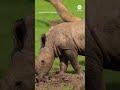 Endangered baby rhino runs in the sun with mom