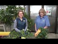 Sunday Gardener: Planting citrus indoors  - 02:38 min - News - Video