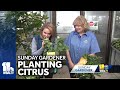 Sunday Gardener: Planting citrus indoors