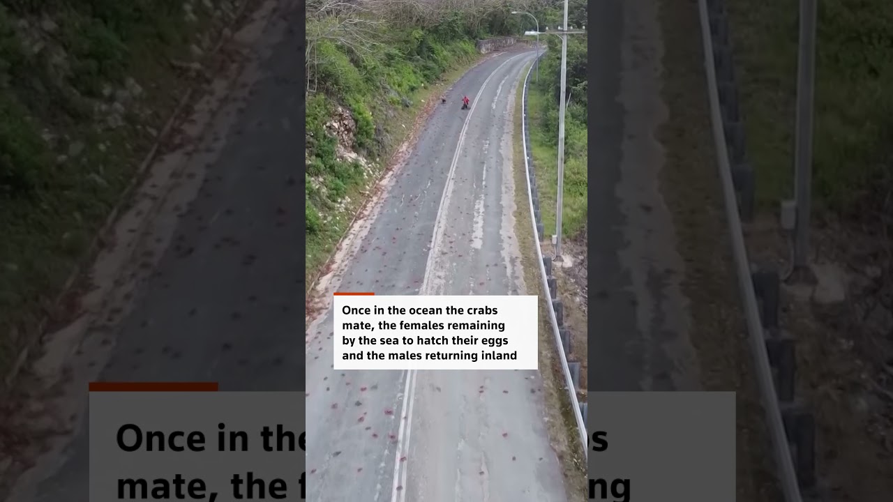 Millions of red crabs head to the sea on Christmas Island