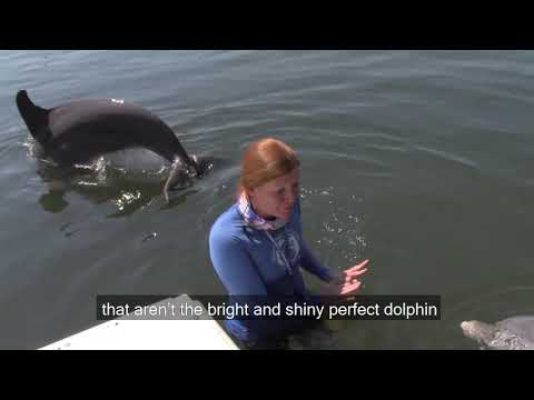 Veteran Honor Andruzzi shares her virtual experience with dolphins during a recent Wounded Warrior Project event with Dolphin Research Center. Veteran Honor Andruzzi shares her virtual experience with dolphins during a recent Wounded Warrior Project event with Dolphin Research Center.