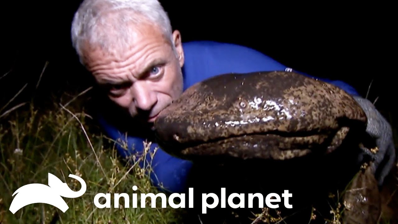 Biggest Monsters of Season 3 | River Monsters | Animal Planet