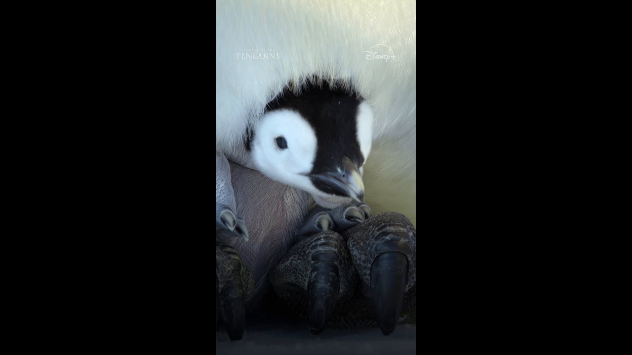 Making friends is crucial for penguin chicks. It's also adorable. #SecretsOfThePenguins