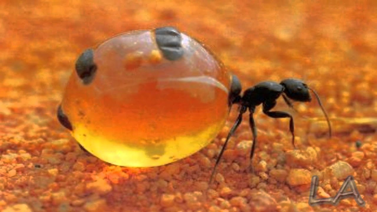 Honey Pot Ant Youtube