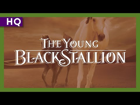 The Young Black Stallion'