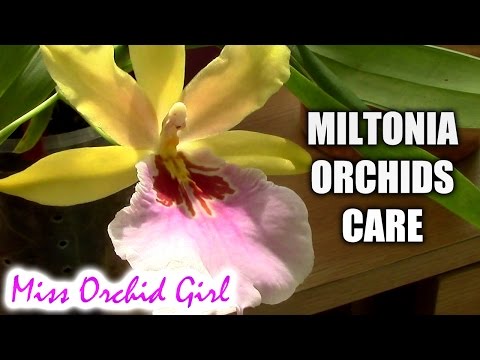 Orchid Care - Miltonia Orchids Basic Culture
