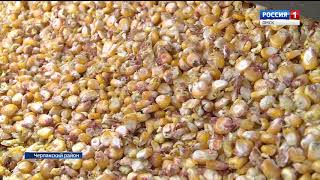 В Омской области стартовала кампания по уборке кукурузы