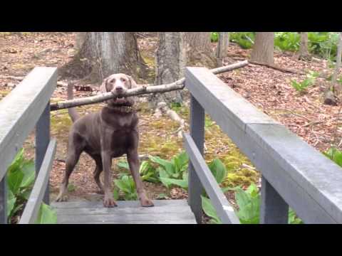 Кучето Тео има голем проблем: Како да го пренесе стапот преку мостот?