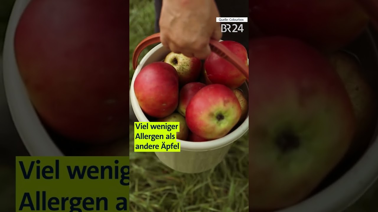 Allergisch auf Äpfel? Bald kannst du sie trotzdem essen | BR24 Shorts