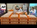 Bird flu devastates farms in Californias Egg Basket as outbreaks roil poultry industry