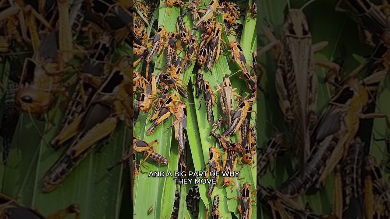 Are Locusts Worse Than Mosquitoes? #Locusts #Insects #Shorts