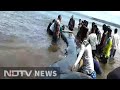 Caught on camera: 47-feet-long blue whale rescued along Konkan coast