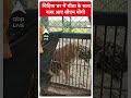 Top News: चिड़िया घर में चीता के साथ नजर आए CM Yogi | Elections 2024 | ABP Shorts  - 00:51 min - News - Video