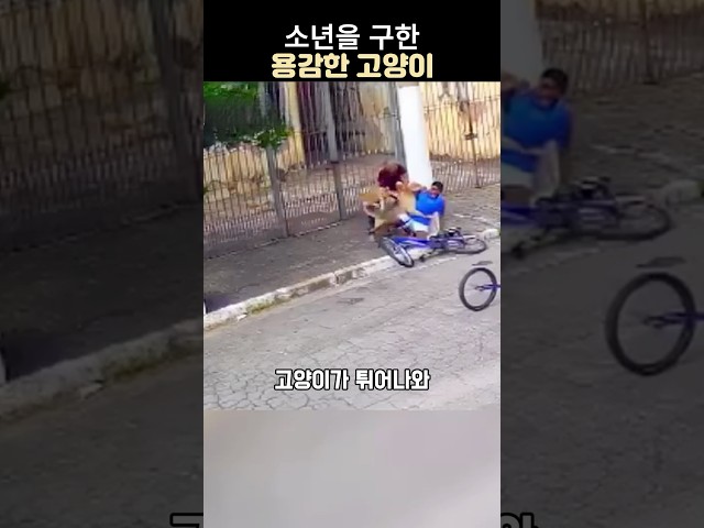 소년을 구한 용감한 고양이 #영웅 고양이 #감동 구조 #히어로 #고양이#강아지