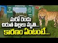 Two more Cheetah cubs die at Kuno National Park, Madhya Pradesh