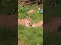 Rare North African lion cubs play in the sun  - 00:45 min - News - Video