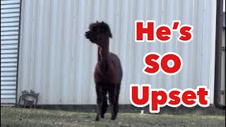 All The Alpacas Are Leaving Longhorn Lester’s!