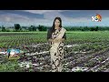 Cotton Cultivation | Heavy Rains | కురుస్తున్న వర్షాలు..పత్తిని కాపాడుకునే చర్యలు | Matti Manishi  - 07:10 min - News - Video