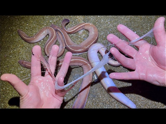 ヌタウナギを触ったらエグい量の◯◯が…