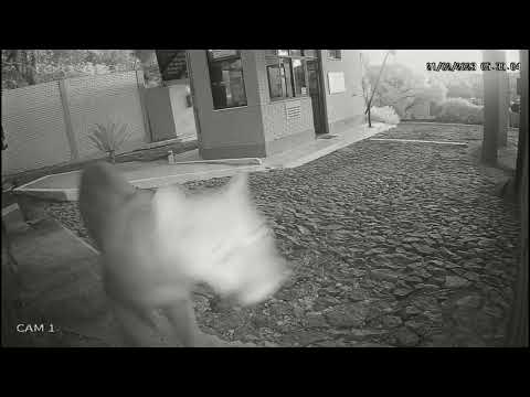 Vídeo: Susto animal: onça parda é vista em condomínio fechado de Itaúna