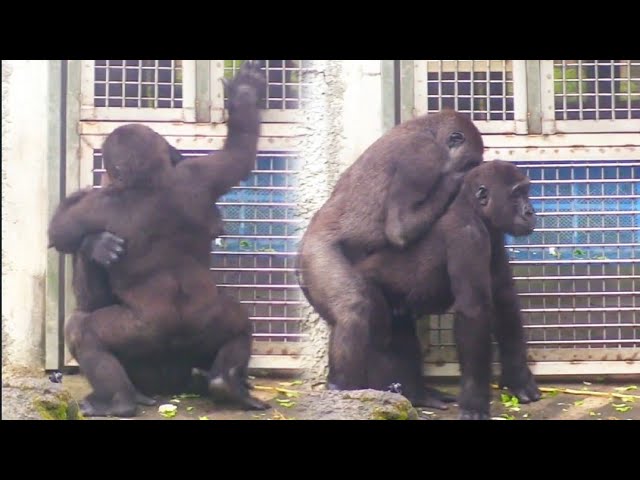 Jabali Sneaks a Bite—But Ringo Counters with a Big Hug!呷百二偷偷咬一口，林戈立刻反制，抱緊處理！😆🤼‍♂️💕