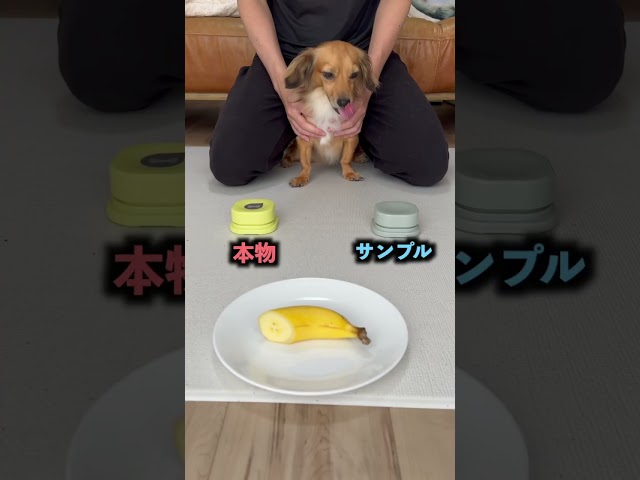 愛犬にサンプルが本物当てさせたらまさかのアレ間違えたwww