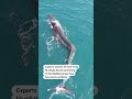Giant fin whale with scoliosis swims off coast of Spain - 00:19 min - News - Video