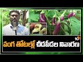 వంగ తోటల్లో చీడపీడల నివారణ | Control Diseases & Pest In Brinjal Cultivation| Matti Manishi | 10TV