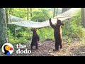 Woman Buys New Hammock For Bear Family In Her Yard  The Dodo