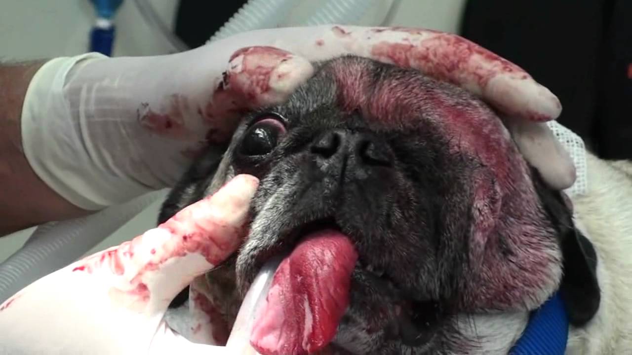 Removing an Eye in a PugContains Graphic Surgery Scenes