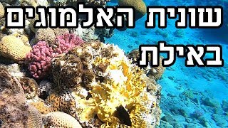 דגים ואלמוגים באילת