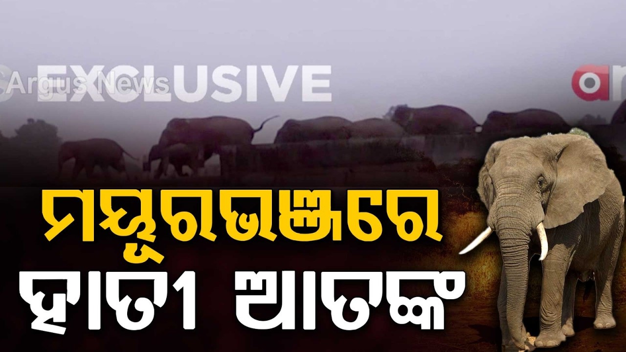 Elephant Terror in Mayurbhanj: Herd of 30+ Elephants Enters Forest | Argus News