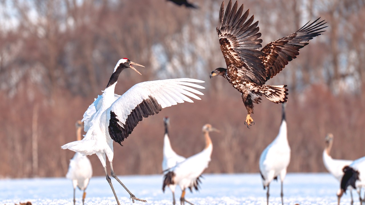 Cranes: The Fight to Survive an 800 Kilometer Journey | Documentary