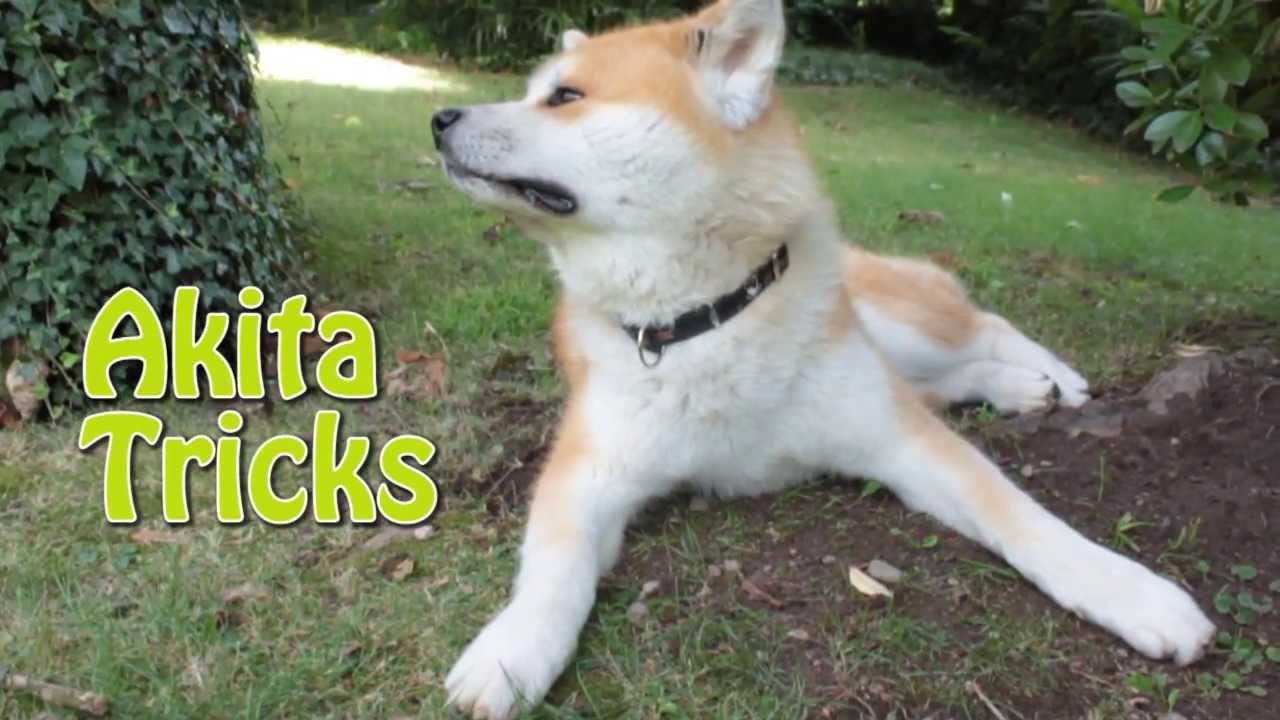 Akita ken 秋田犬 - Haku - tricks HD - YouTube