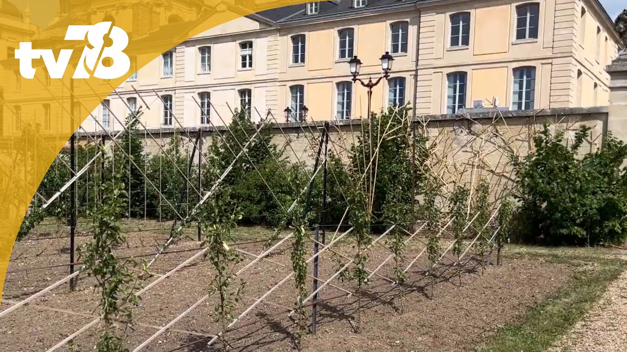 « Jardins ouverts », redécouvrez le Potager du Roi de Versailles