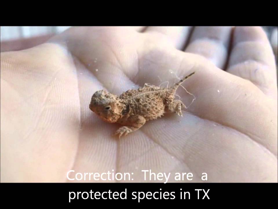 960px x 720px - Showing Porn Images for Horny toad porn | www.porndaa.com