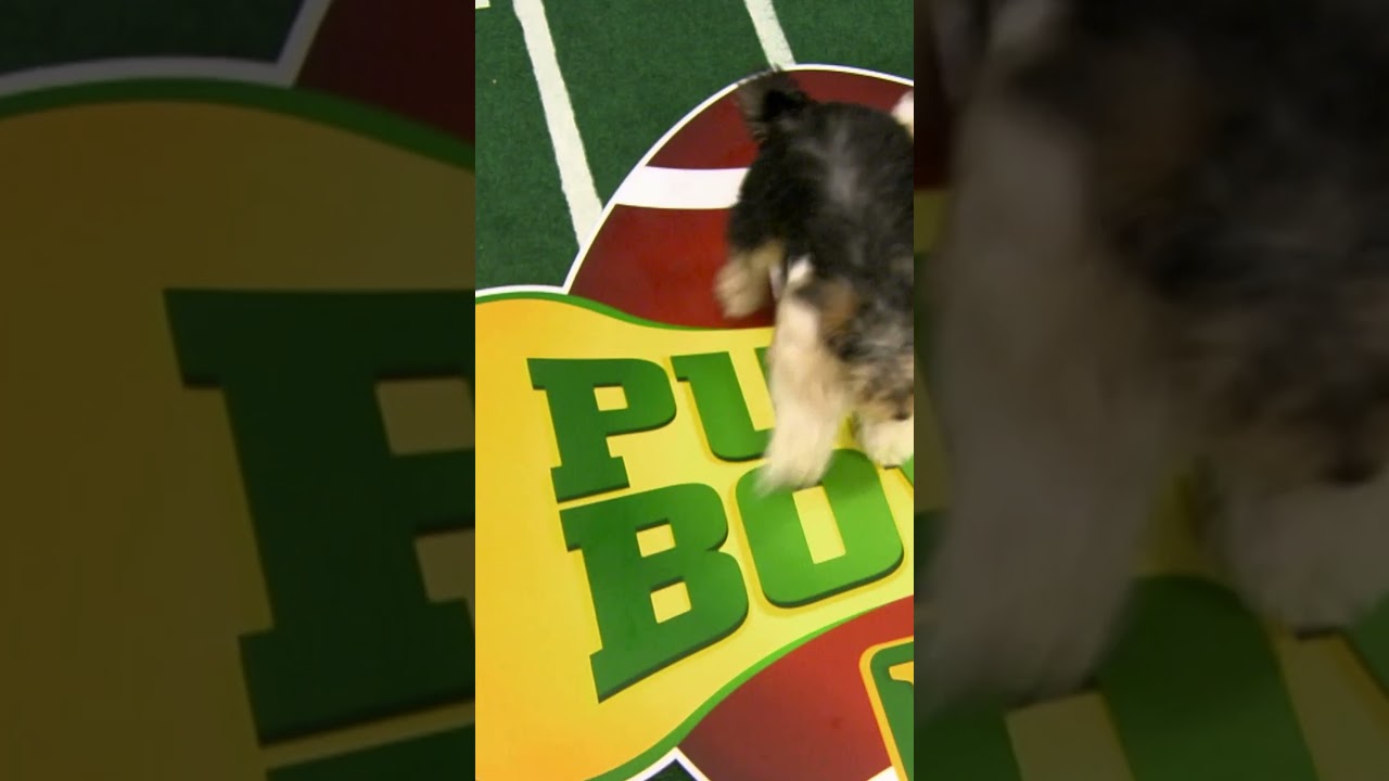 A Crazy Puppy Bowl Tackle! | Puppy Bowl | Animal Planet
