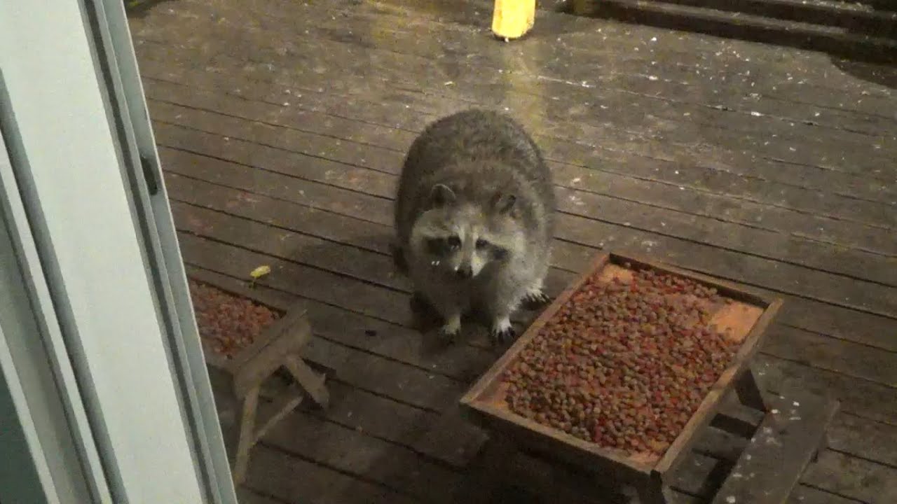Only two raccoons Bandit and a friend