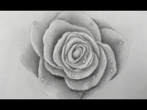 Learn to Draw: How to Draw a Rose - Fine Art-Tips - YouTube