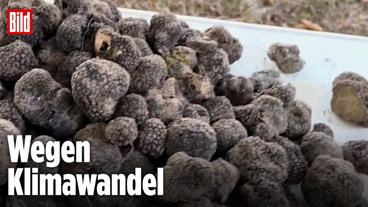 Deutschland wird zur Trüffel-Oase!