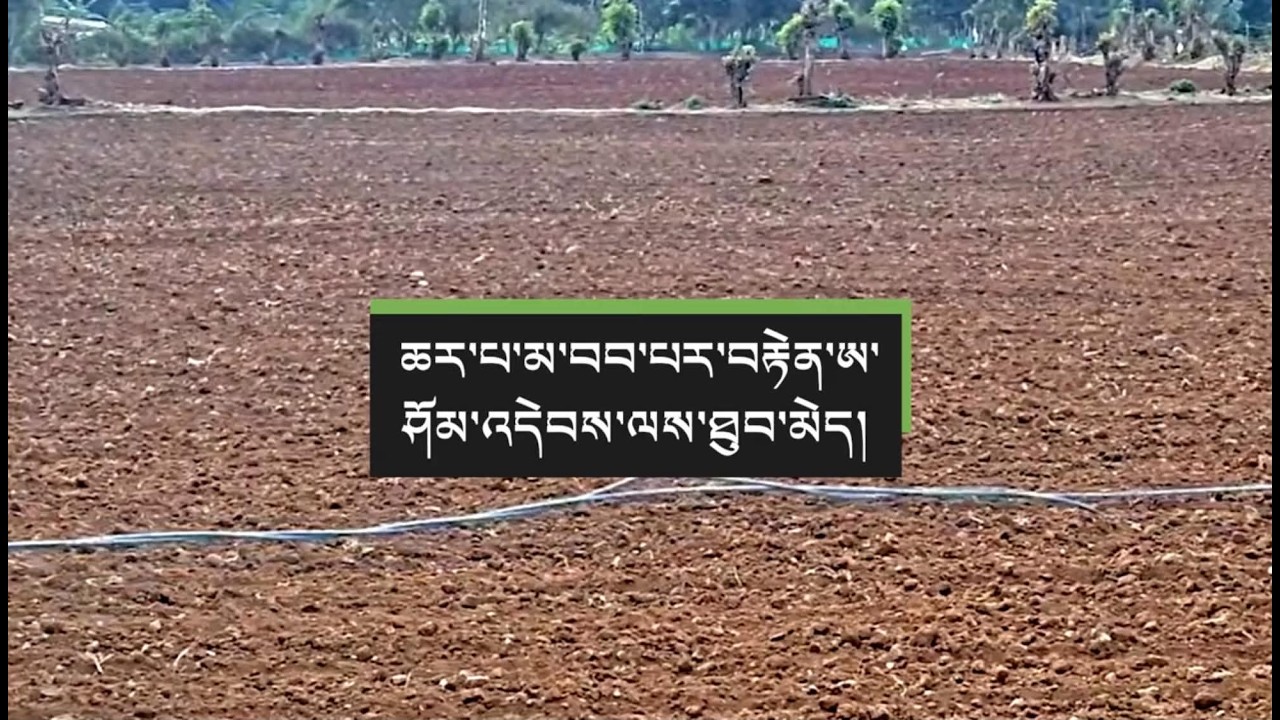 ཆར་ཆུ་དུས་སུ་མ་བབས་པའི་དཀའ་ངལ། Delayed monsoon disrupts crop sowing in Kollegal Tibetan Settlement