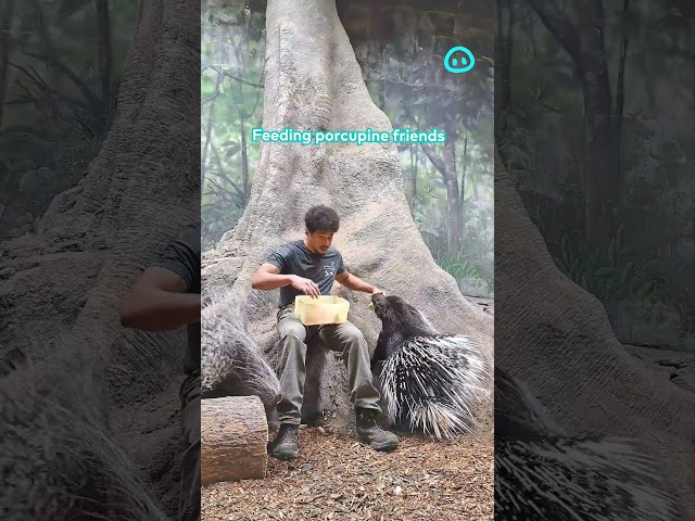 Feeding Some Very Large Porcupines || ViralHog Shorts