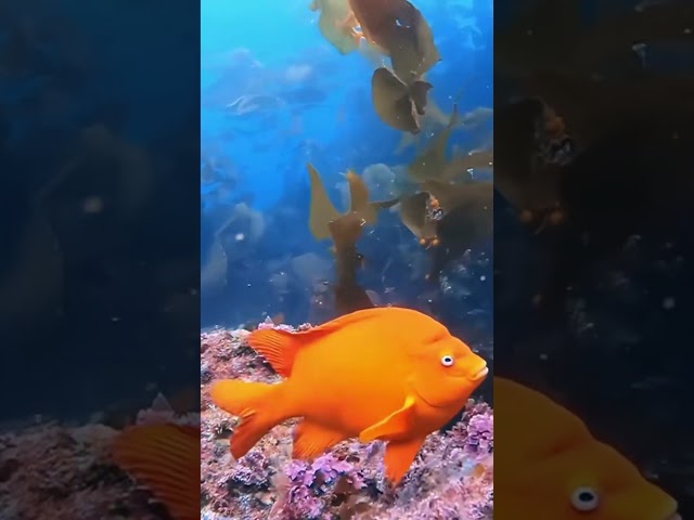 Balık Hafızalı mı Dediniz? Bu Hanım Balığı Dalgıcı Kandırıyor!