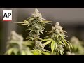Supreme Court will consider whether marijuana smokers can legally own guns