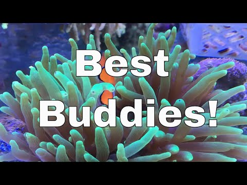 Upload mp3 to YouTube and audio cutter for Clownfish and Anemone Symbiotic Relationship download from Youtube