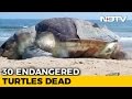 30 Olive Ridley Turtles Found Dead On Chennai Beaches