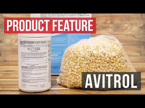 avitrol corn